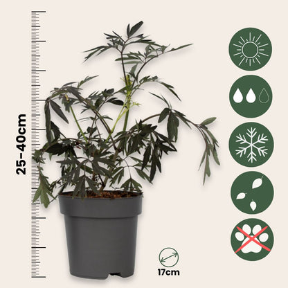 Saúco - 2 Pzs - Sambucus Nigra 'black Lace' - Altura 25-40cm - ⌀17cm