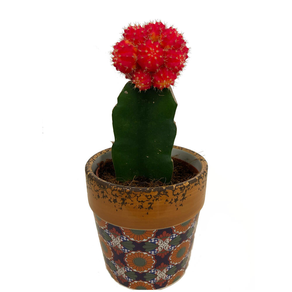 Cactus Injertado Con Macetero De Ceramica Gymnocalycium Japan 30cm_0