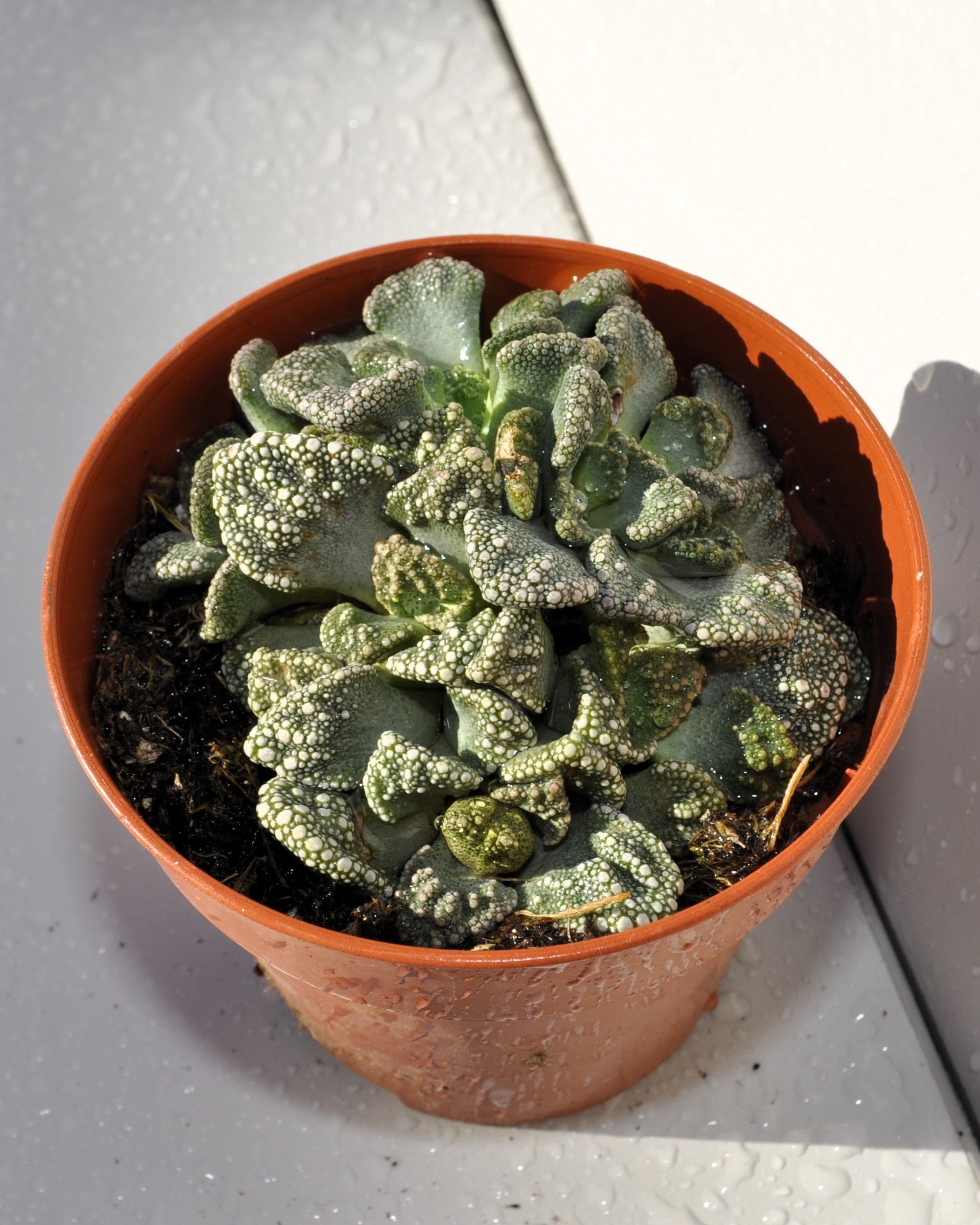 Titanopsis Calcarea M8.5; Hoja De Cemento, Planta Piedra; Curiosarium; Diámetro Maceta 8,5 Cm_5