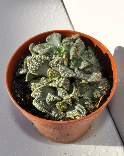 Titanopsis Calcarea M8.5; Hoja De Cemento, Planta Piedra; Curiosarium; Diámetro Maceta 8,5 Cm_5