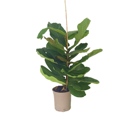 Ficus Lyrata M17 100cm_0