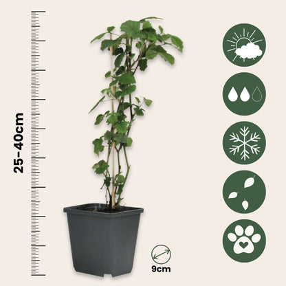 Mezcla De Bayas - 8 Pzs - Rubus Rubrum Uva Fructosus - Altura 25-40cm - ⌀9cm_2