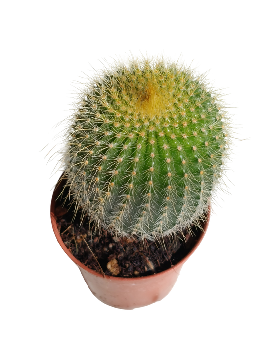 Parodia lenguanisii Cactus Peludo Amarillo Planta Suculenta Ø5cms_0