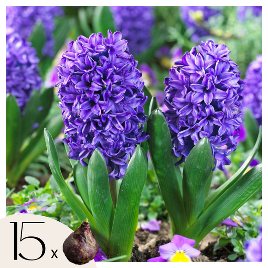 Jacinto - 15 Pzs - Hyacinthus 'blue Trophy' - Bulbos De Flores - Azul_0