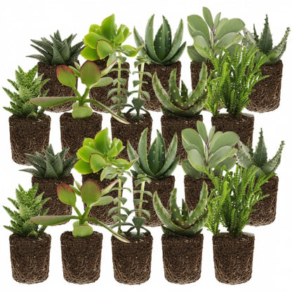 Mini Suculentas 20 Unidades - 5,5 Cm - Mix_0