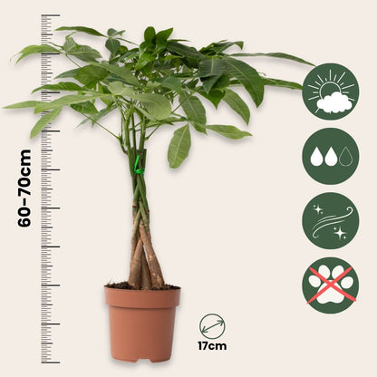 Árbol Del Dinero - Pachira Aquatica - Incluye Cesta - Altura 60-70cm - ⌀17cm_2