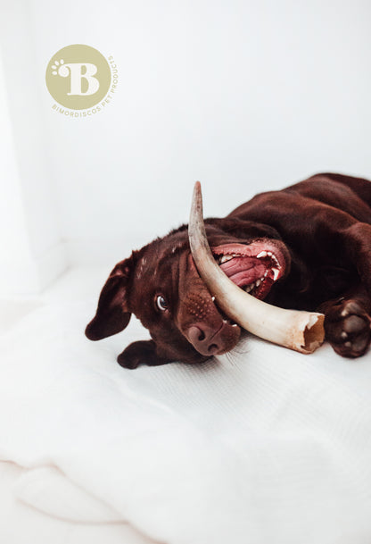 Bimordiscos Cuerno De Vaca / Toro Para Perros.
