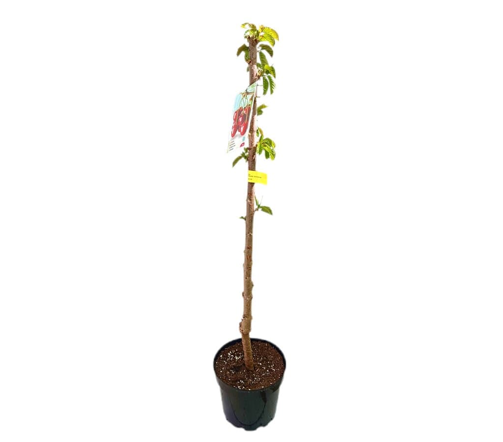Cerezo Brook M25 120-140cm_1