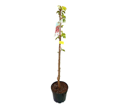 Cerezo Brook M25 120-140cm_1