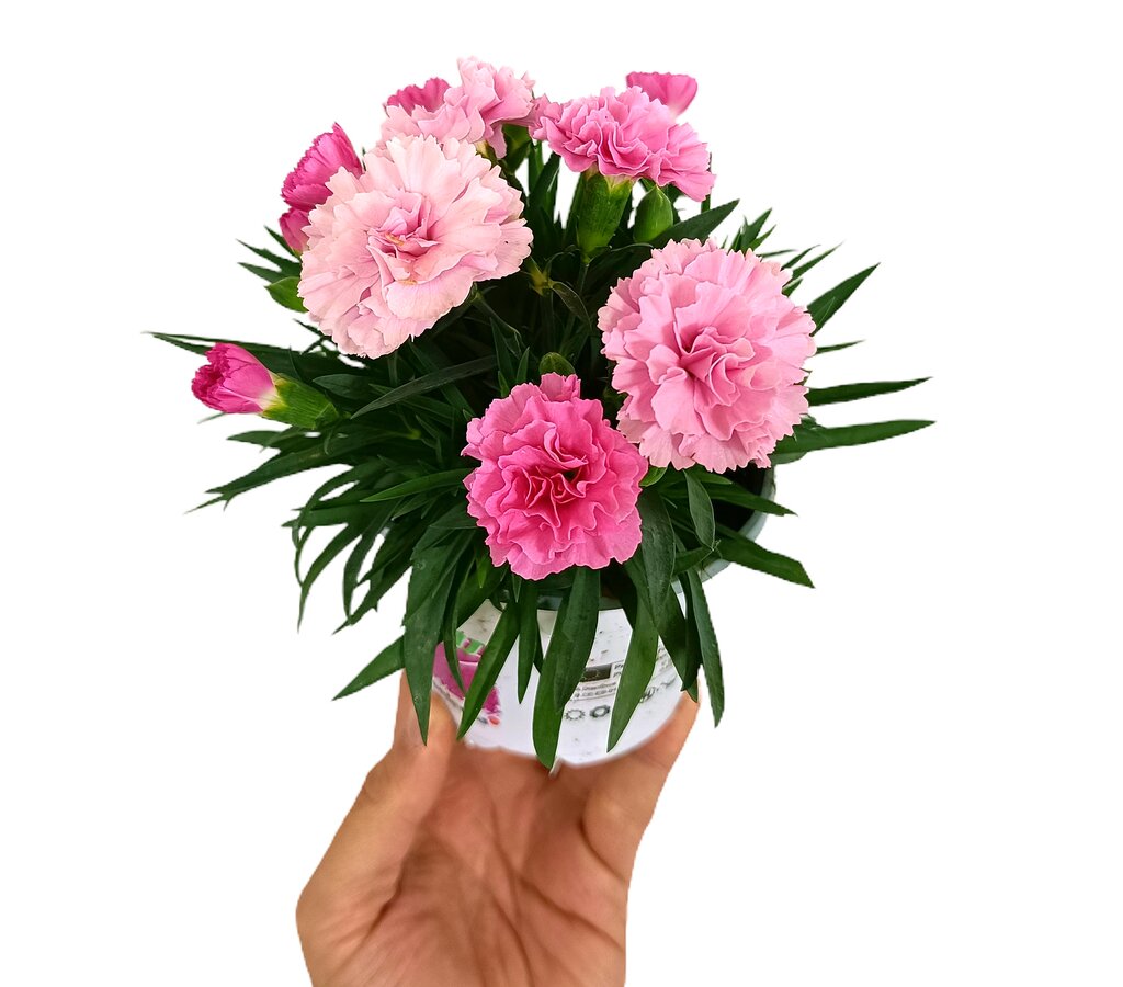 Clavel Pink Kisses M11_1