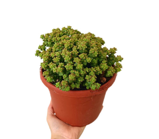 Crassula Tom Thumb M17_0