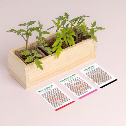 Mini Huerto de Tomates Cherry, Corazón de Buey y RAF | Huerto Urbano Fácil - Resetea_2