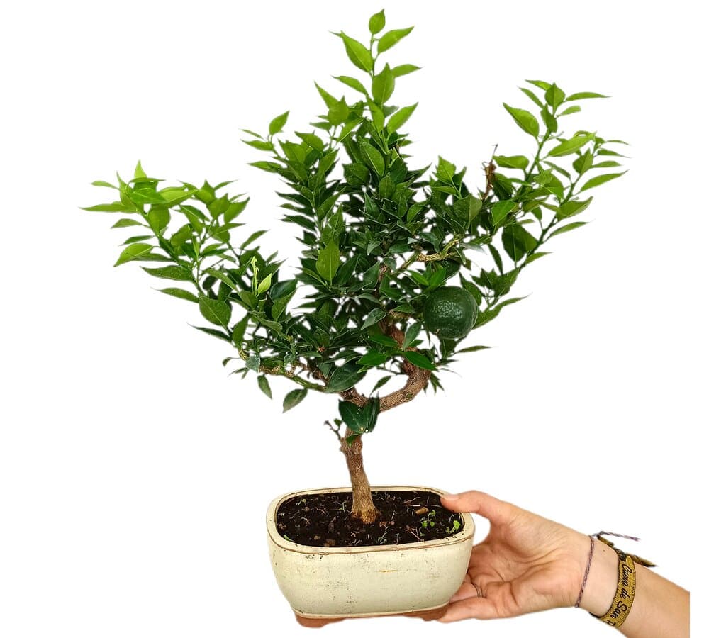 Bonsái Citrus Myrtifolia 8 Años (naranjo Moruno)_1
