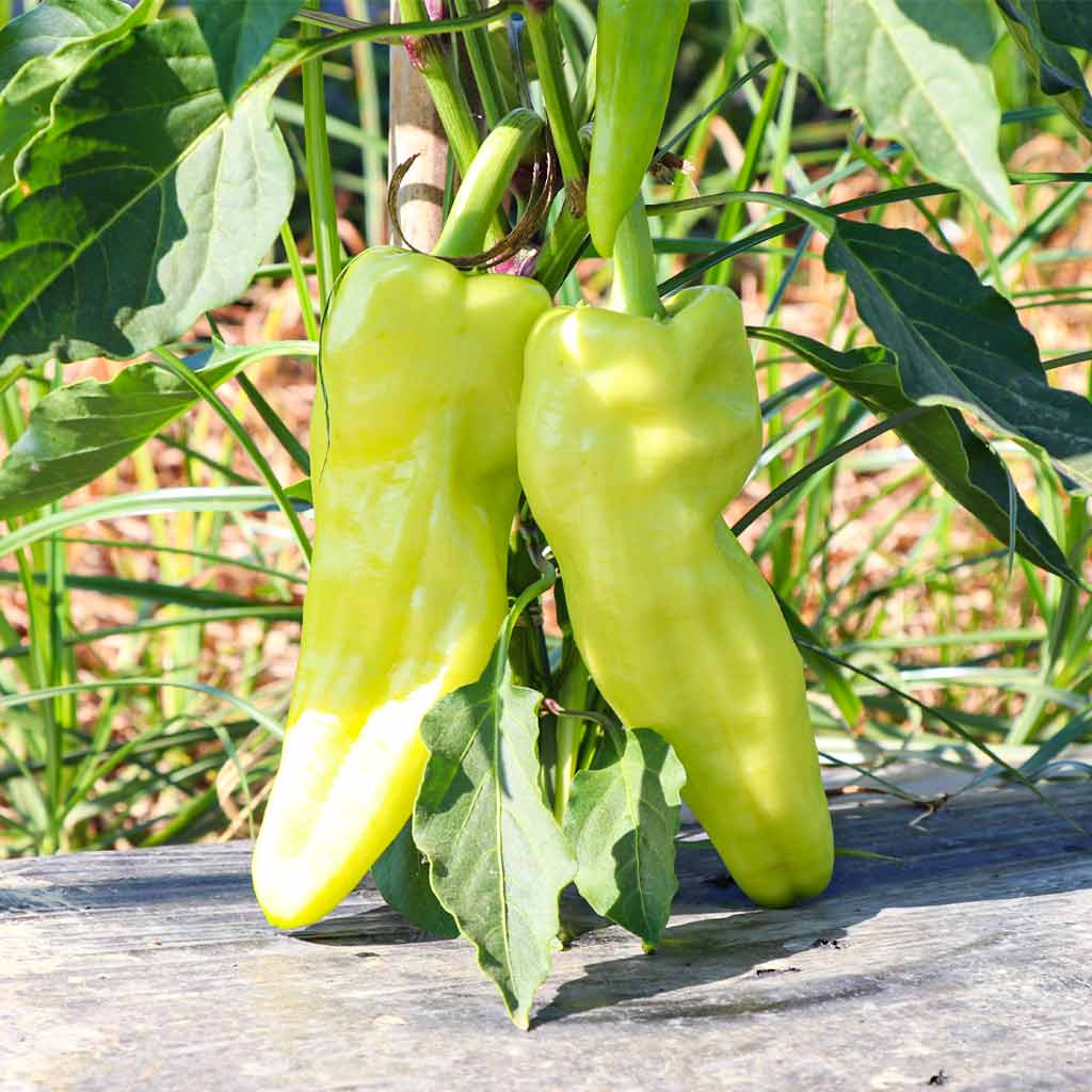Plantón Pimiento Largo Amarillo 6 Unidades - Plantabo_2