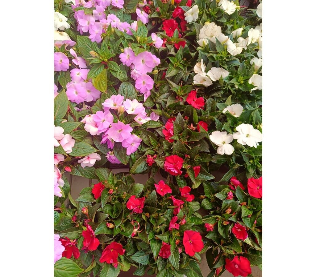 Impatiens M14_1