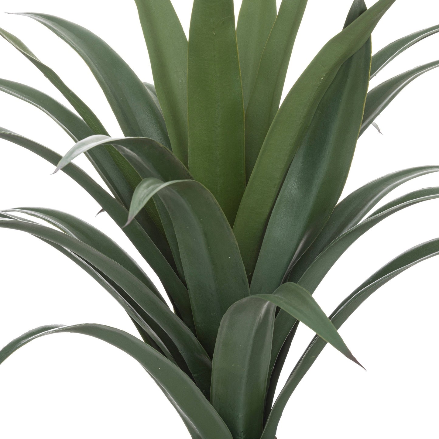 Yuca Palmera H110_1