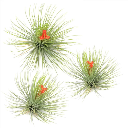 Claveles De Aire - 3 Pzs - Tillandsia 'andreana' - Altura 5-15cm - ⌀5cm_0