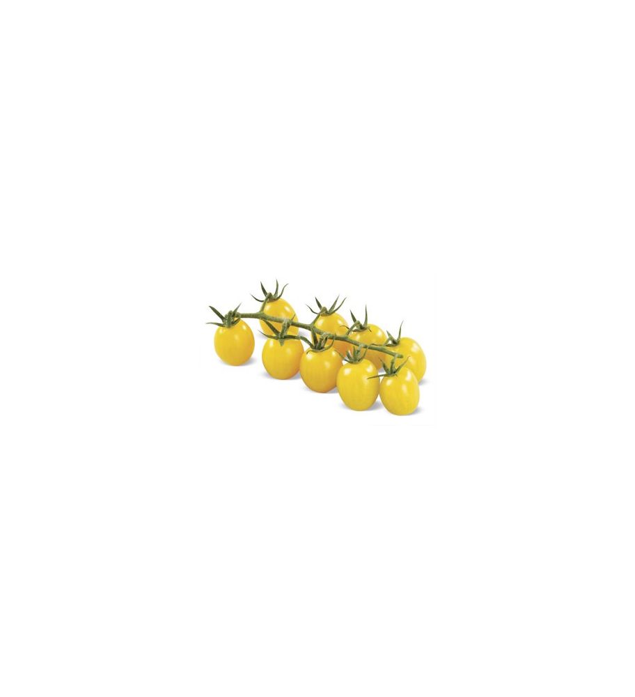 Plantón Tomate Cherry Amarillo (10 Unidades)_2