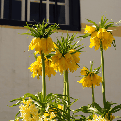 Bulbos De Flor Amarilla - 3 Pzs - Fritillaria 'lutea' - Bulbos De Flores