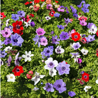 Anemone Coronaria - 30 Pzs - Anemoon De Caen - Bulbos De Flores