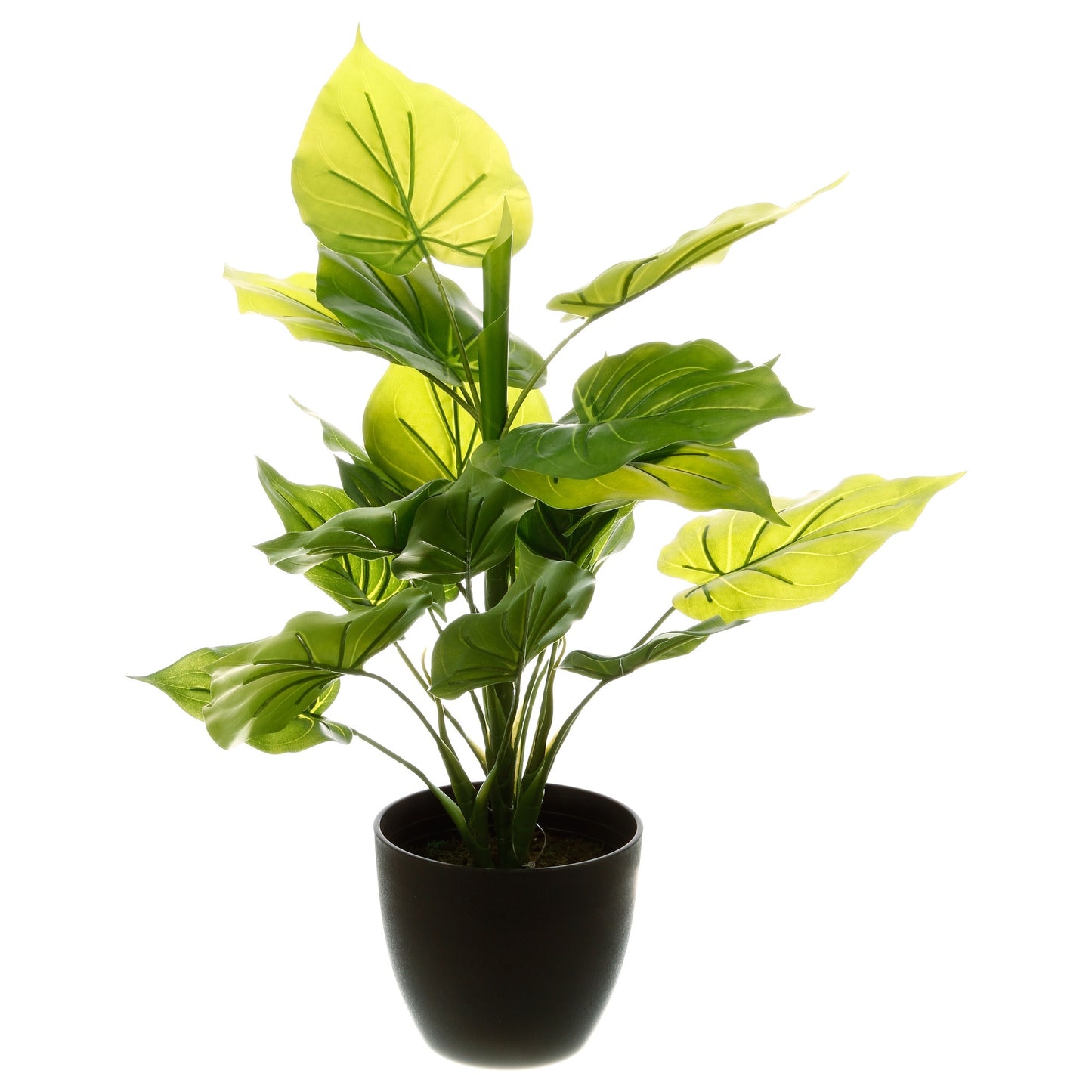 Planta Verde H45_1