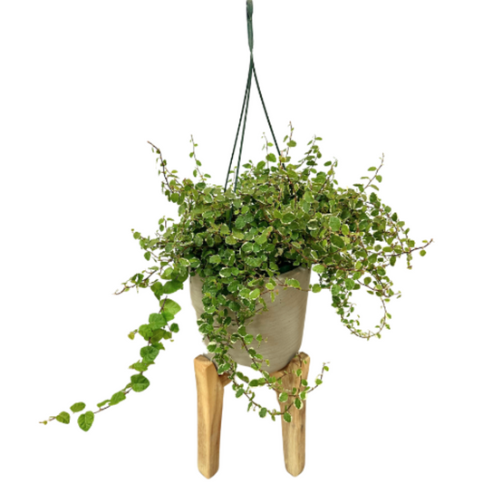 Ficus Pumila Sunny: La Compañera Perfecta Para Tu Hogar Verde_0