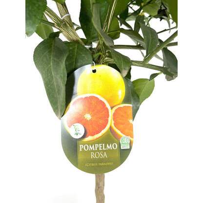 Pomelo Copa M26 140cm (rosa)_2
