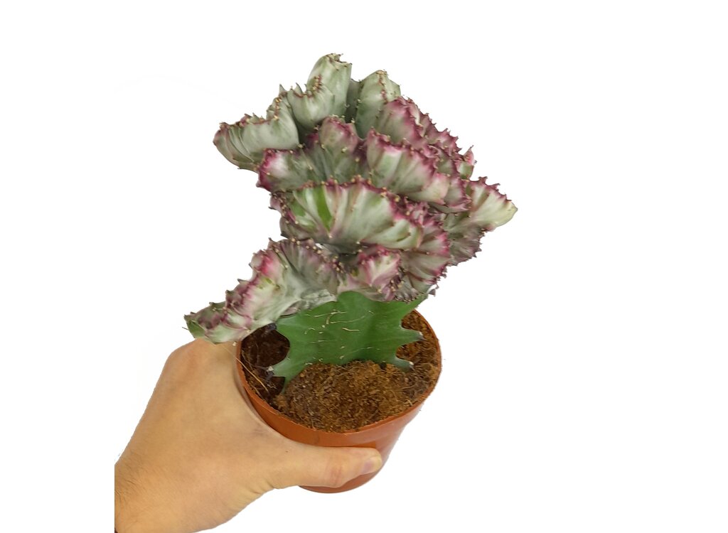 Euphorbia Lactea Cristata M10 25cm_2