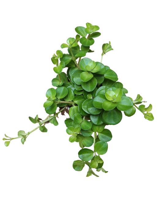 Peperomia Rotundifolia Planta De Interior Colgante Ø5_0