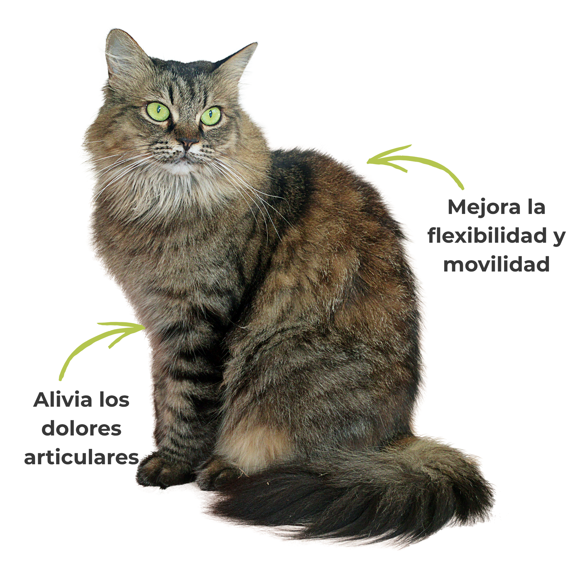 Suplemento natural para la movilidad articular de perros y gatos – ECO 100 g_3