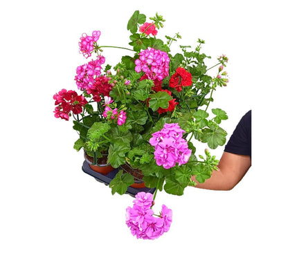 Gitanilla Murciana Rejilla M13 (pelargonium Peltatum)