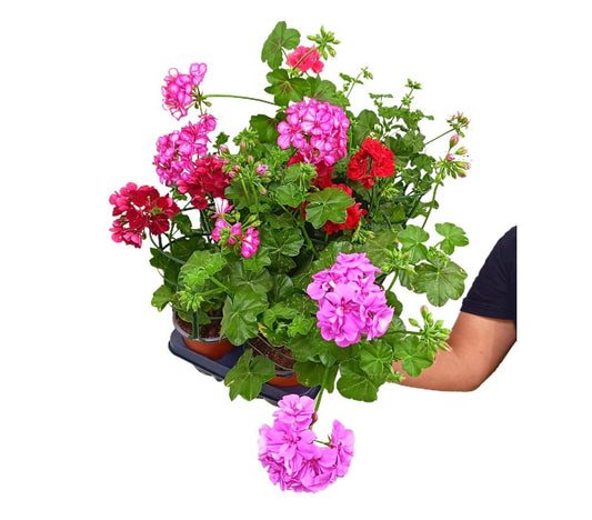 Gitanilla Murciana Rejilla M13 (pelargonium Peltatum)_0