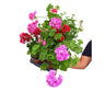 Gitanilla Murciana Rejilla M13 (pelargonium Peltatum)