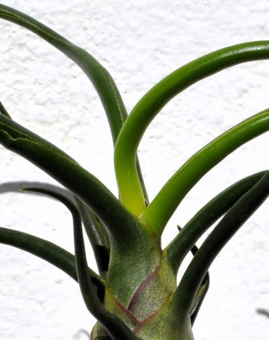 Tillandsia bulbosa; planta del aire verde; Curiosarium; altura 8-12 cm, diámetro 10-15 cm_0