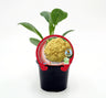 Plantón De Coliflor Amarilla Natural En Maceta De 10,5 Cm. - Fitoralia
