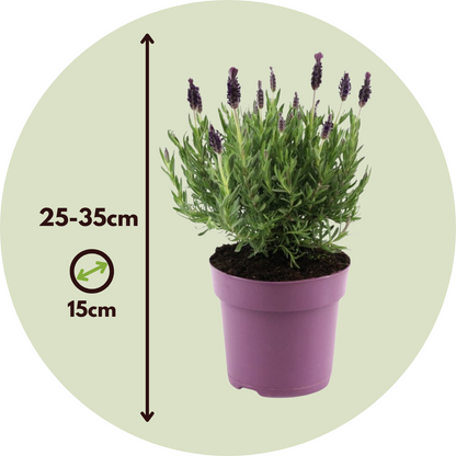 Árbol De Lavanda - Lavandula Stoechas 'anouk' - Altura 25-35cm - ⌀15cm_2