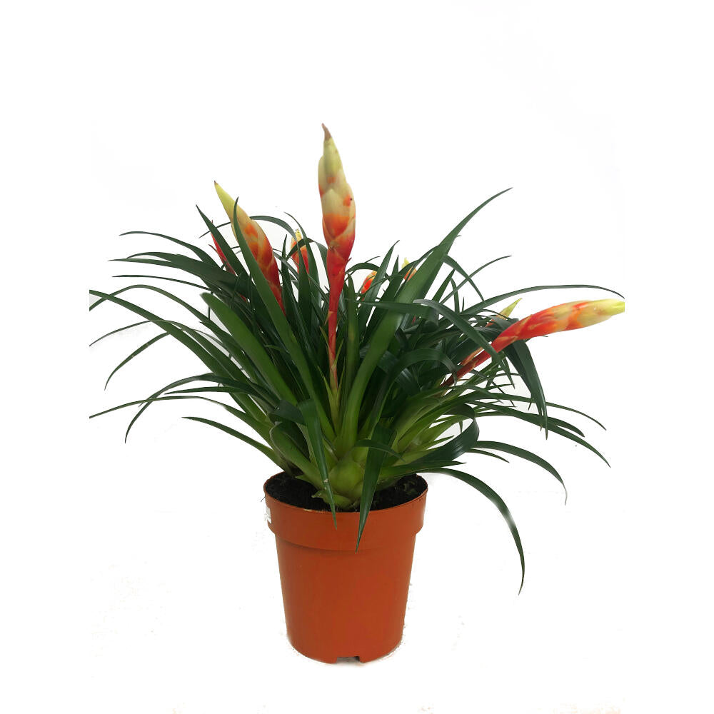 Vriesea Shannon M12 25cm_0