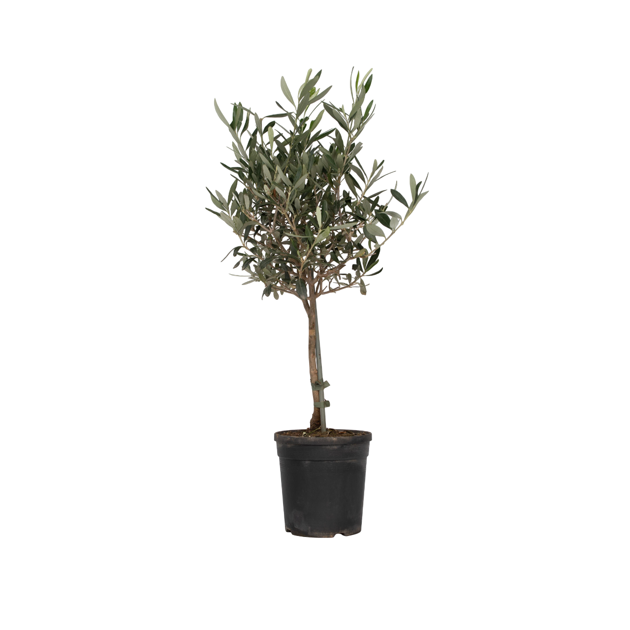 Olivo - Olea Europaea - Altura 60-70cm - ⌀17cm_0