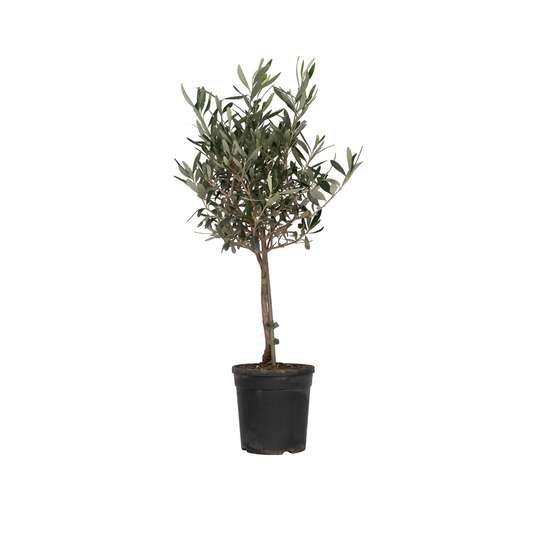 Olivo - Olea Europaea - Altura 60-70cm - ⌀17cm_0