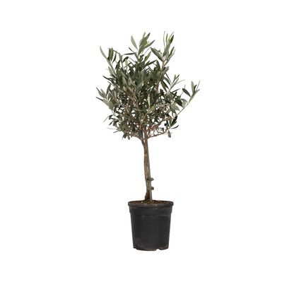 Olivo - Olea Europaea - Altura 60-70cm - ⌀17cm_0