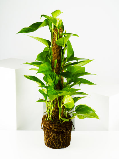 Potho Grande Con Tutor | Altura 80cm - Diámetro 17cm