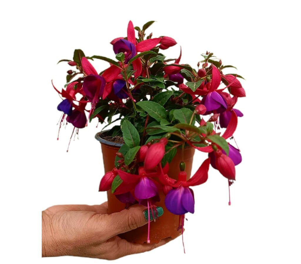 Fuchsia M13_0