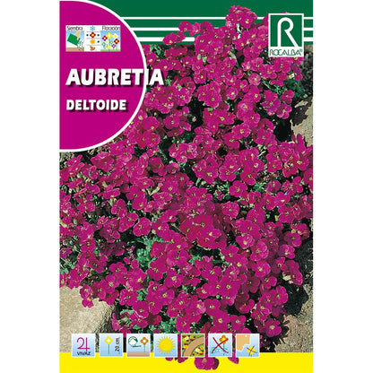 Semillas de Aubretia deltoide, purpura violeta