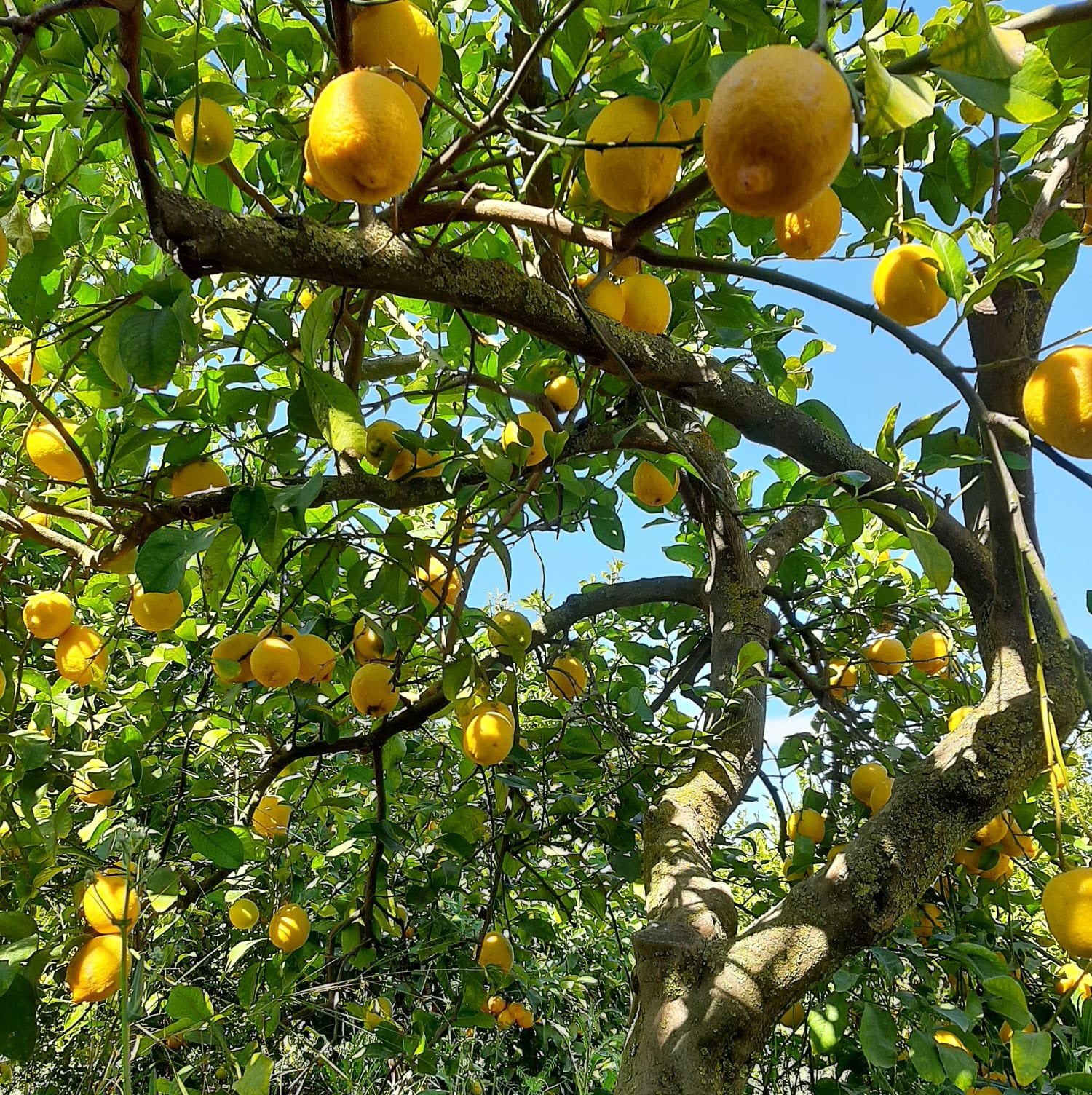Limón Ecológico 20kg_1