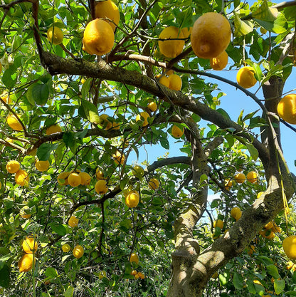 Limón Ecológico 20kg_1