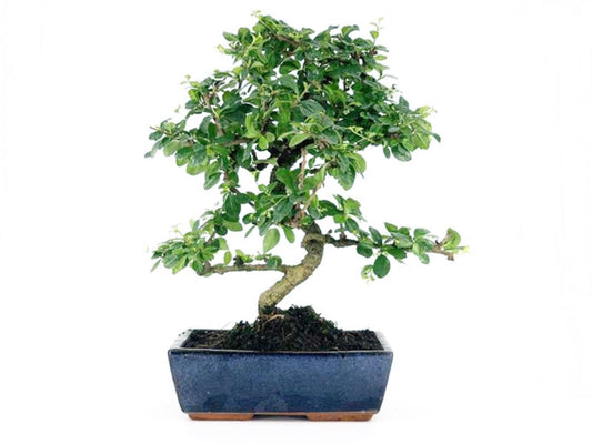 Bonsái Carmona - 10 Años_0