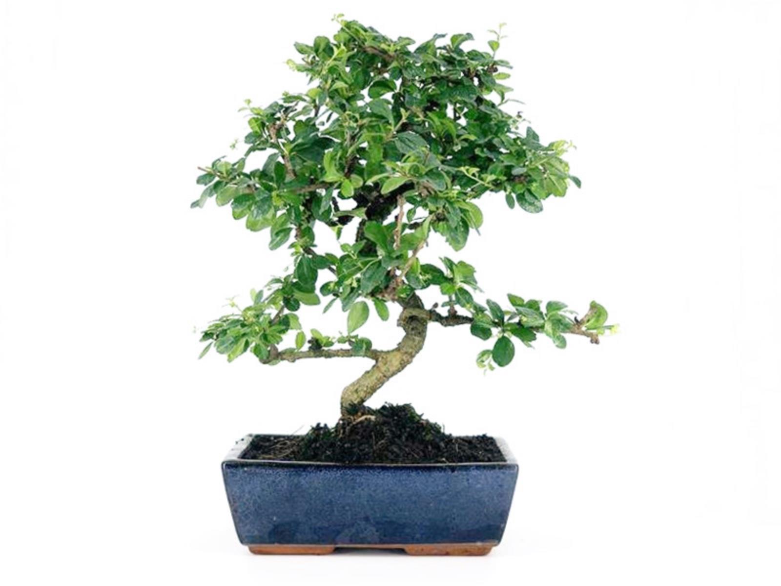 Bonsái Carmona - 10 Años_0