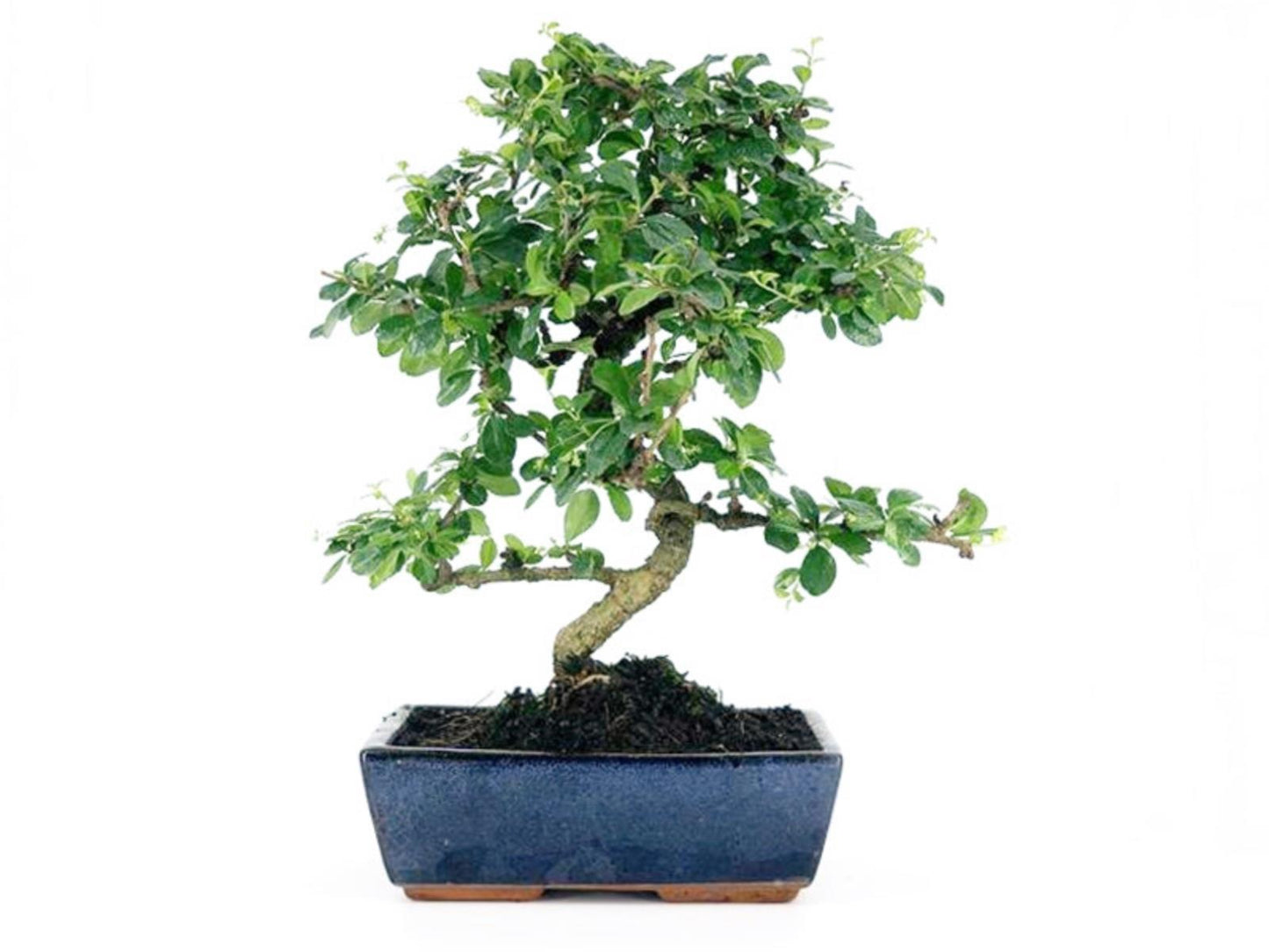 Bonsái Carmona - 10 Años_0