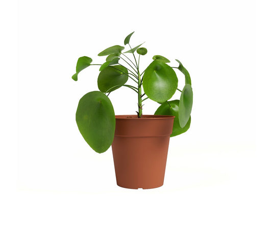 Artevasi Macetero Madagascar Terracota 23 Cm De Plástico Reciclado_0