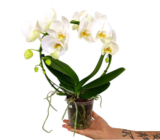 Phalaenopsis Arco Blanca M12 40cm_0